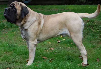 Mastiff Inglês