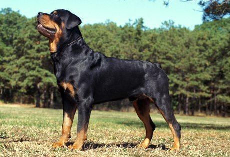 Rottweiler